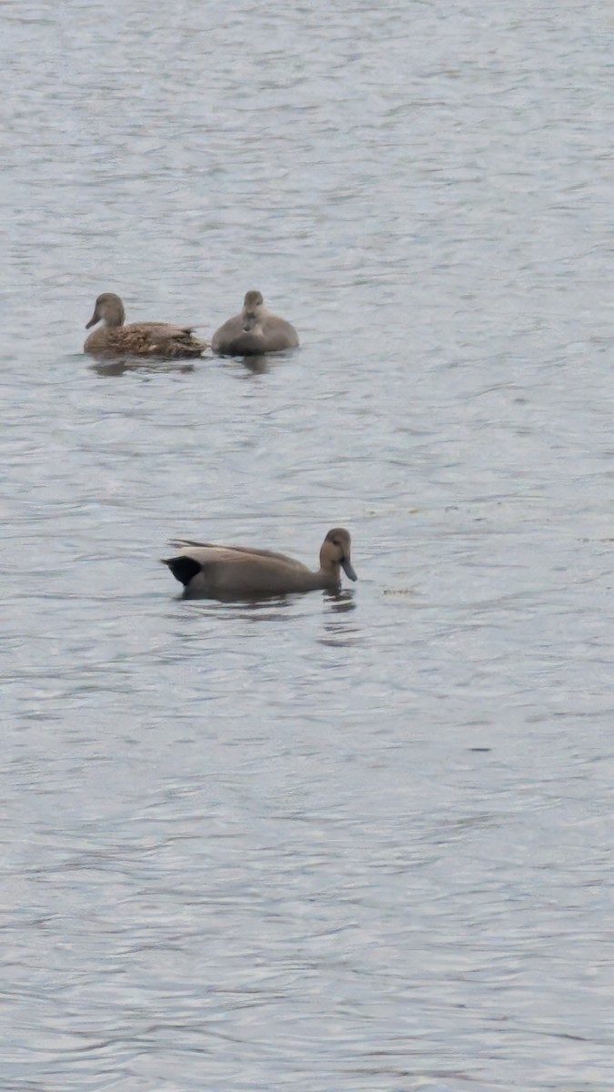 Gadwall - ML644545938
