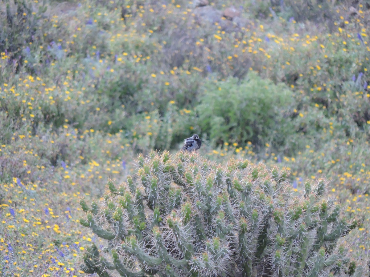 Mourning Sierra Finch - ML644545941
