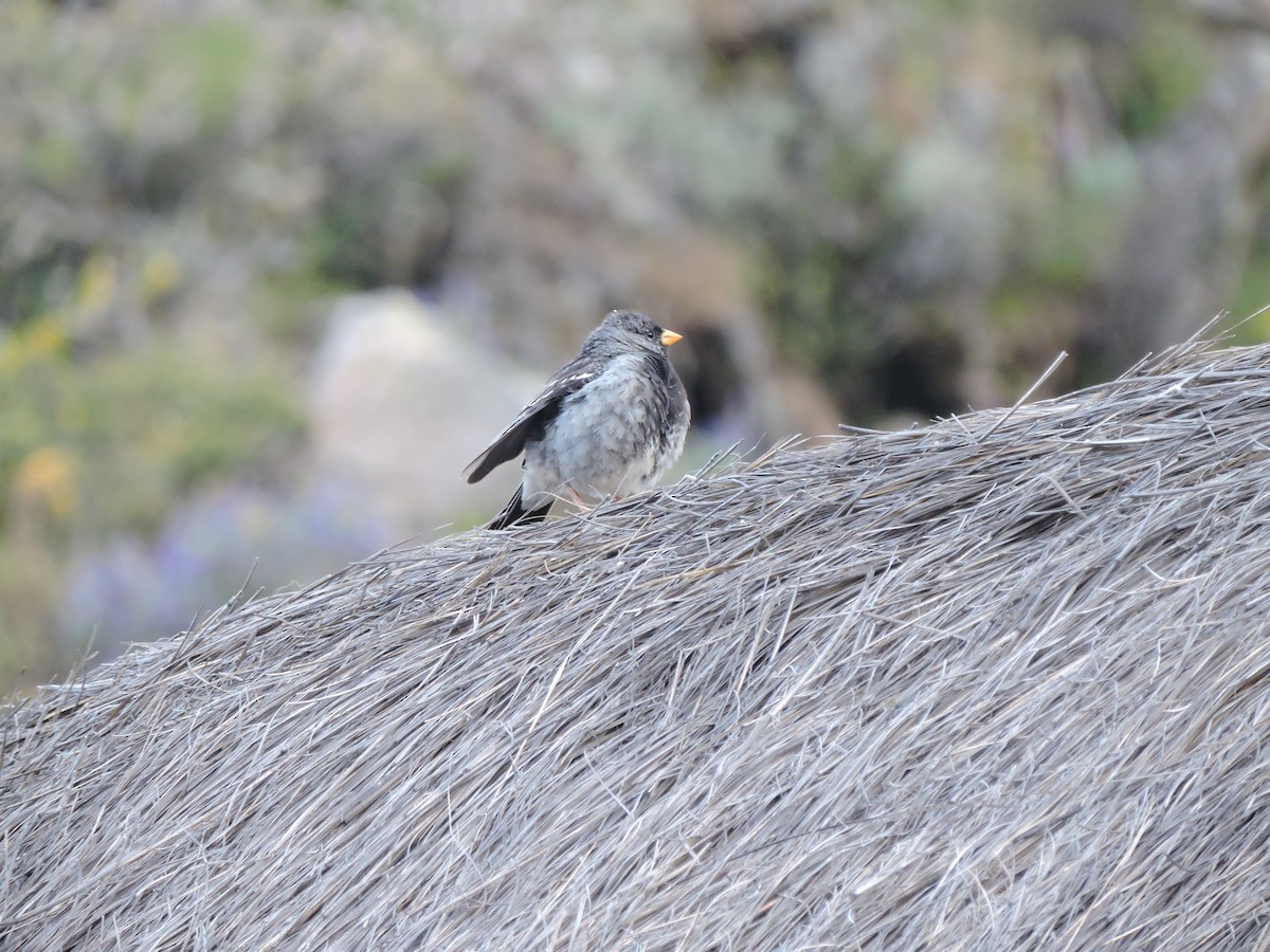 Mourning Sierra Finch - ML644545942