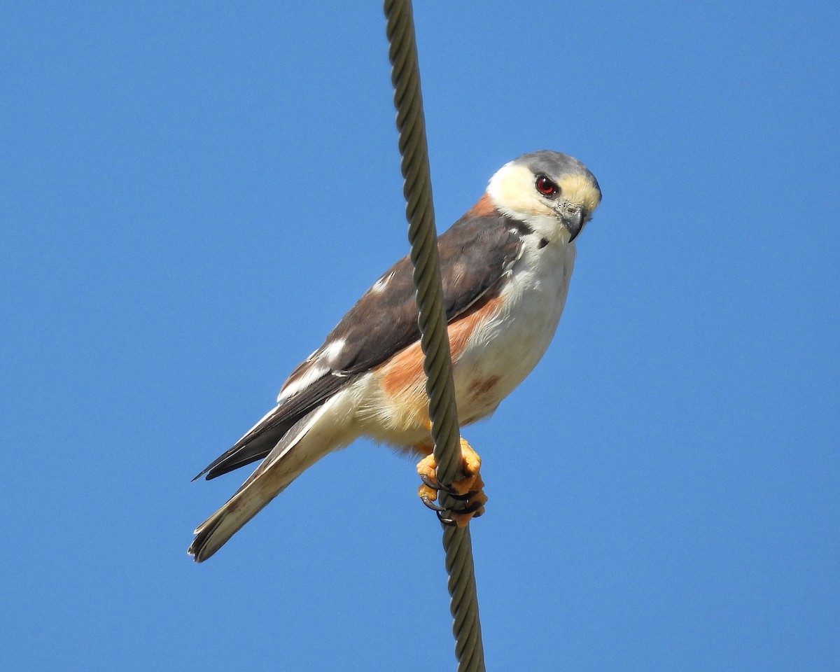 Pearl Kite - ML644545945