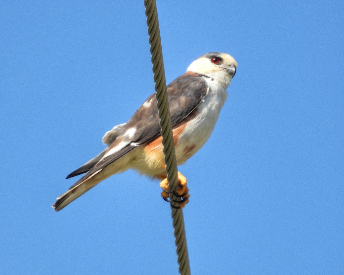 Pearl Kite - ML644545946