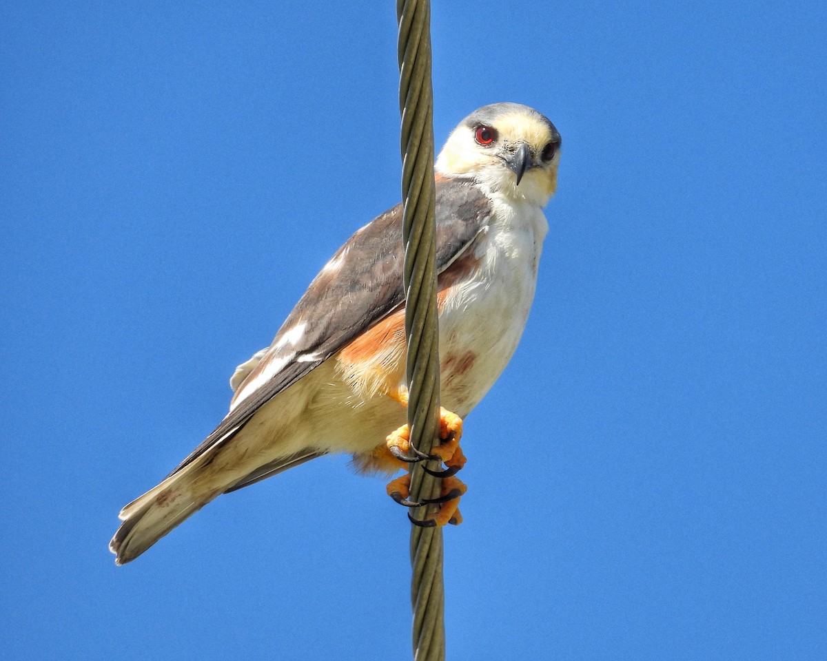 Pearl Kite - ML644545947