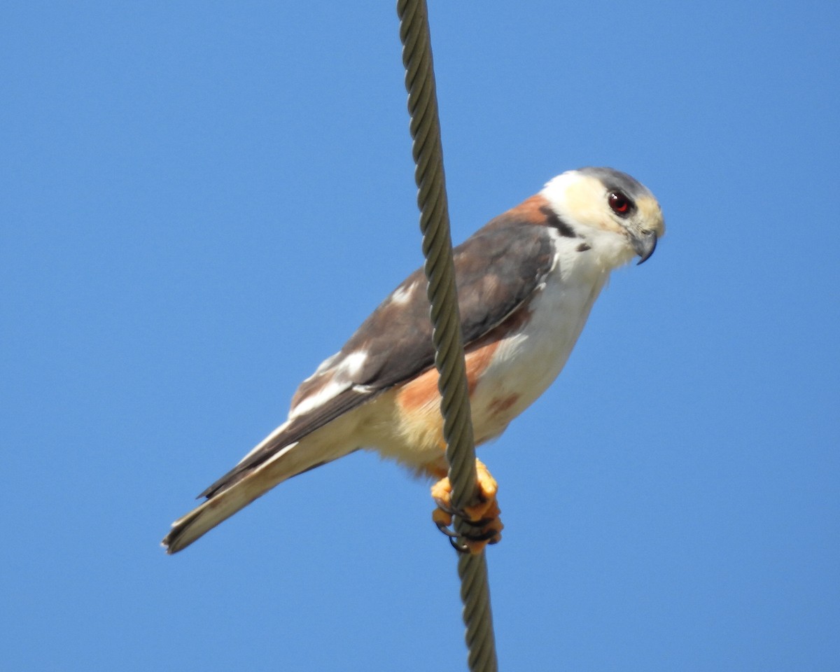 Pearl Kite - ML644545949