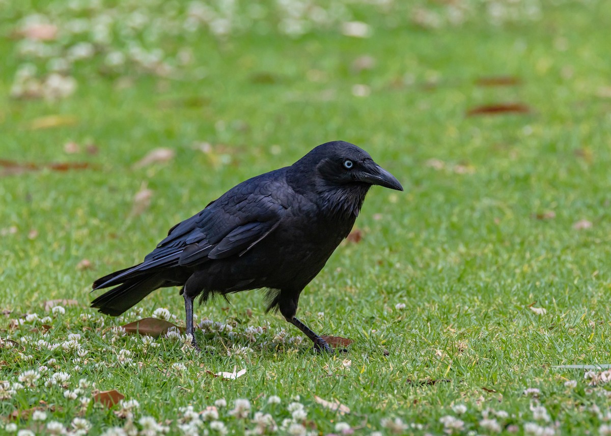 Australian Raven - ML644545950