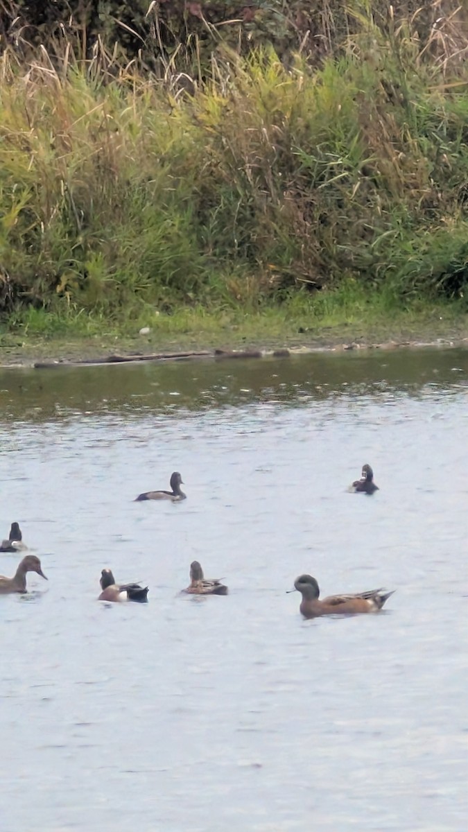 American Wigeon - ML644545952