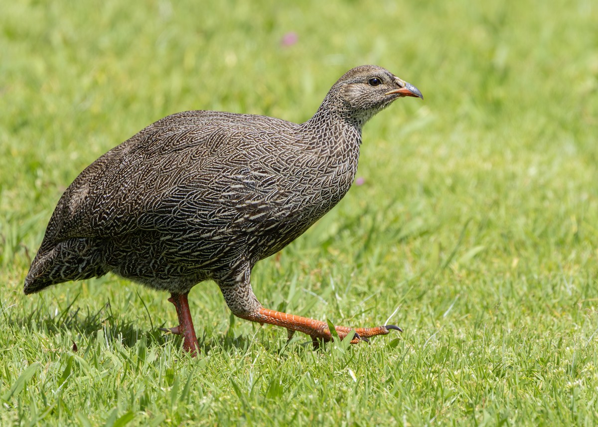 Cape Spurfowl - ML644545953