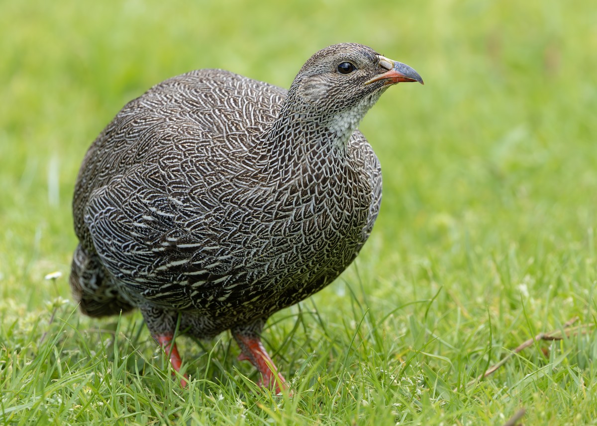Cape Spurfowl - ML644545954