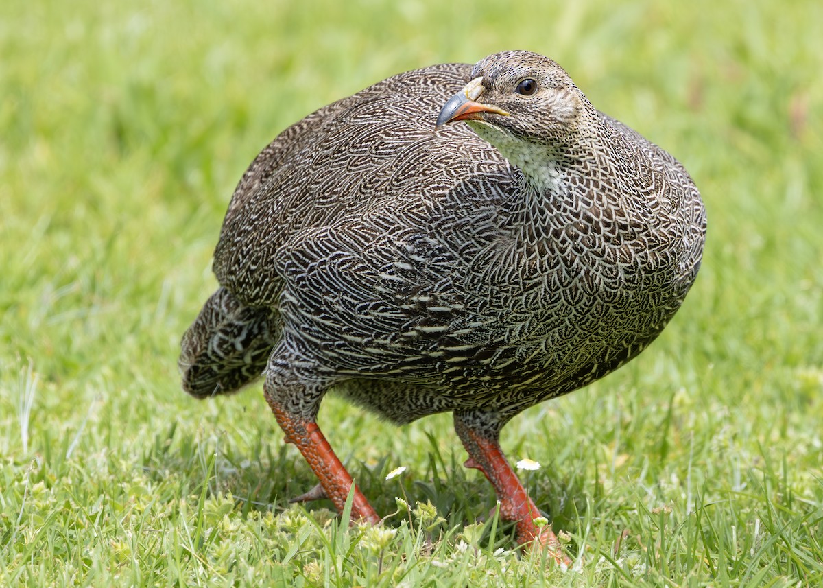 Cape Spurfowl - ML644545955