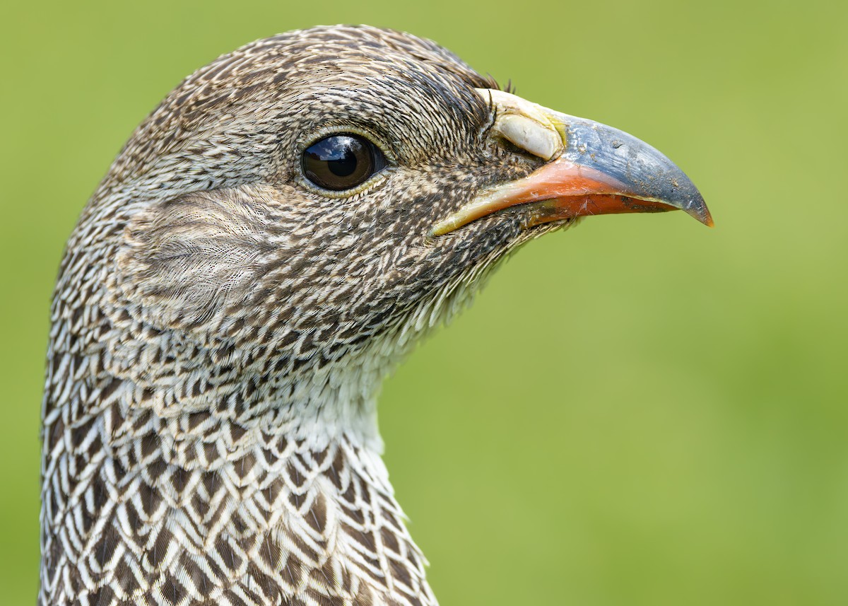 Cape Spurfowl - ML644545956