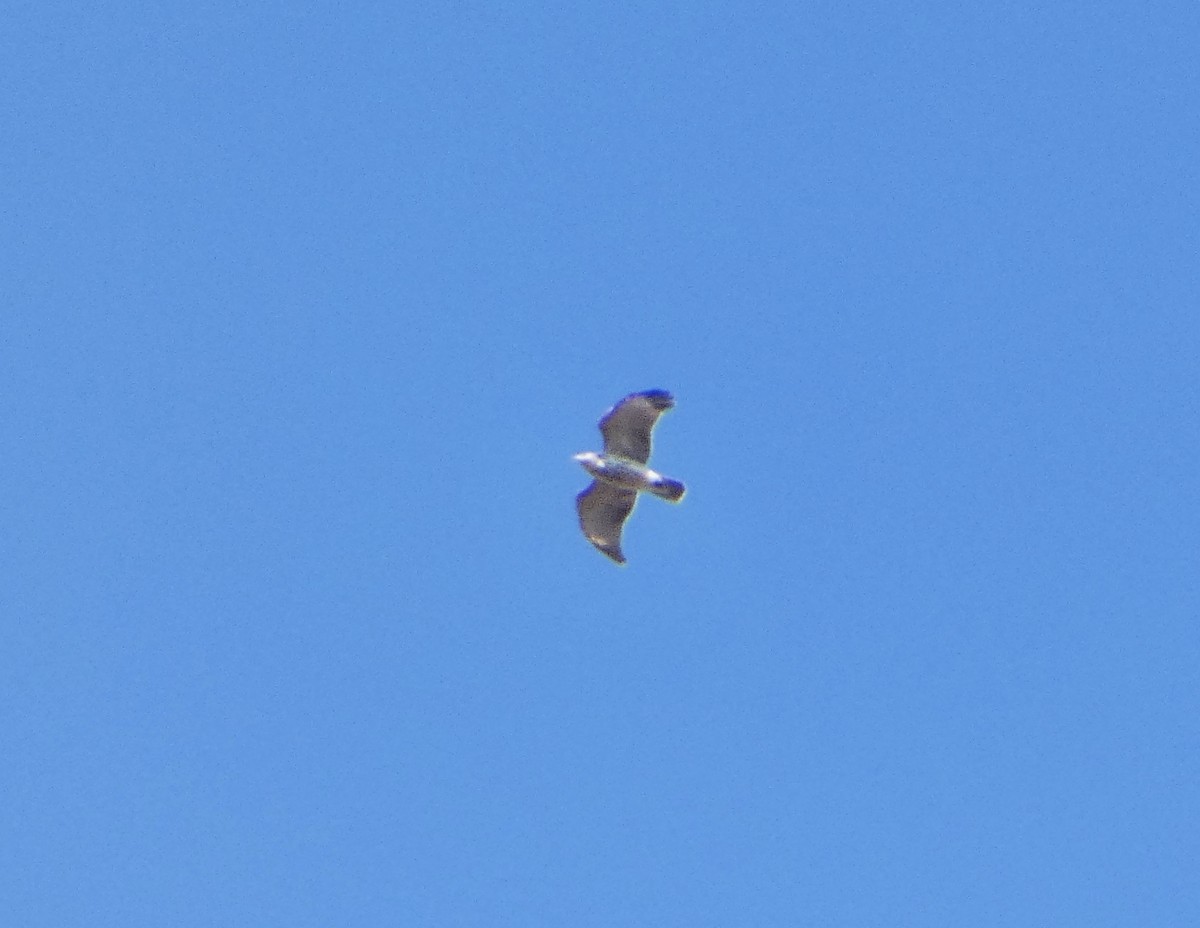 Red-shouldered Hawk - ML644545961