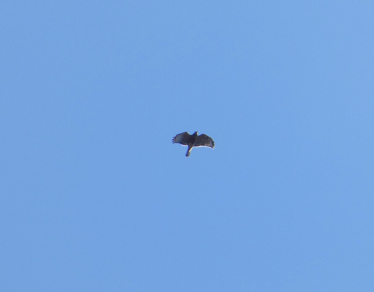 Red-shouldered Hawk - ML644545962