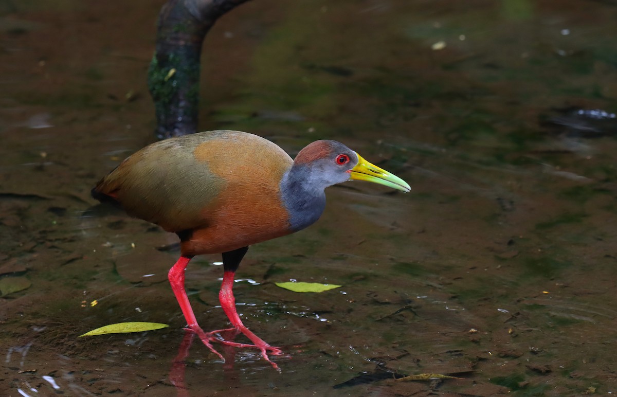 Russet-naped Wood-Rail - ML644545965