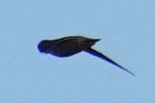 Chimney Swift - ML644545973