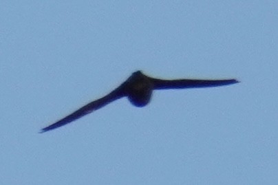 Chimney Swift - ML644545974