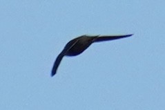 Chimney Swift - ML644545976