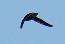 Chimney Swift - ML644545977