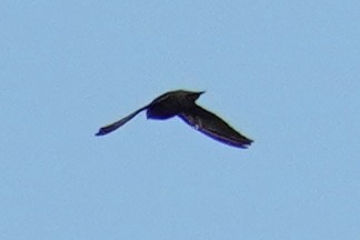 Chimney Swift - ML644545979