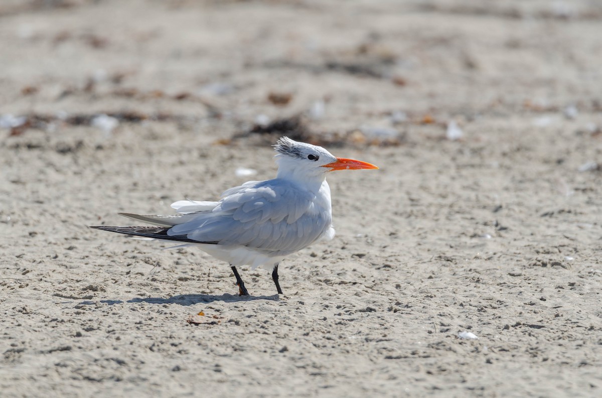Royal Tern - ML644545989