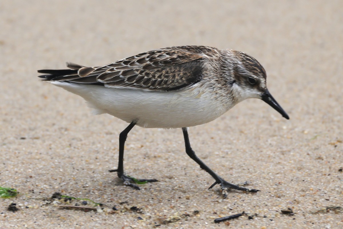 Semipalmated Sandpiper - ML644545992