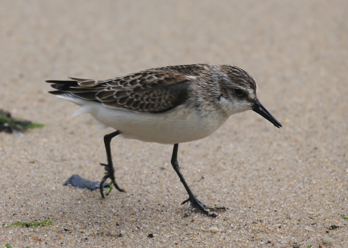 Semipalmated Sandpiper - ML644545993