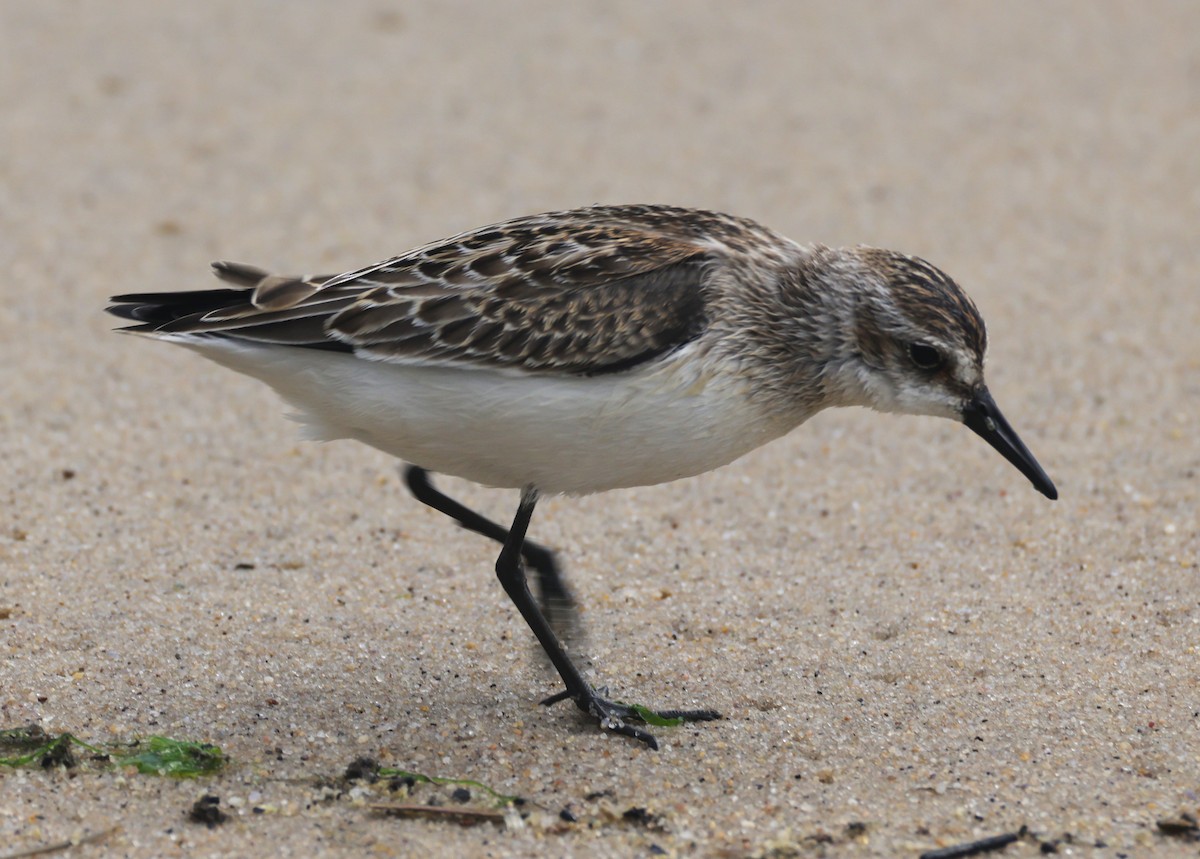 Semipalmated Sandpiper - ML644545994