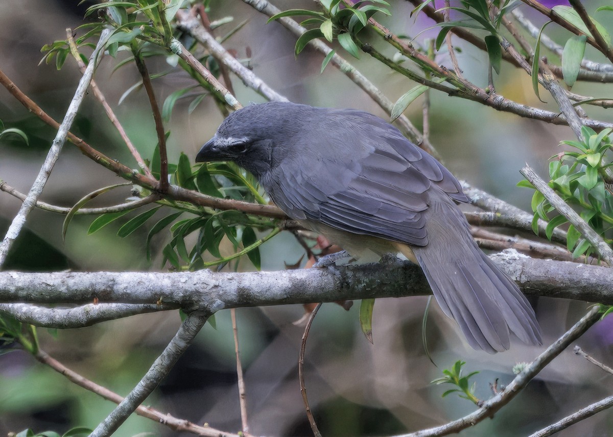 Kuzeyli Kurşuni Saltator - ML644545996