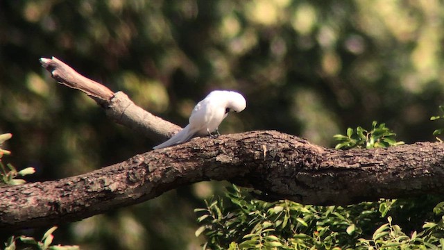 Gygis blanche - ML644545997