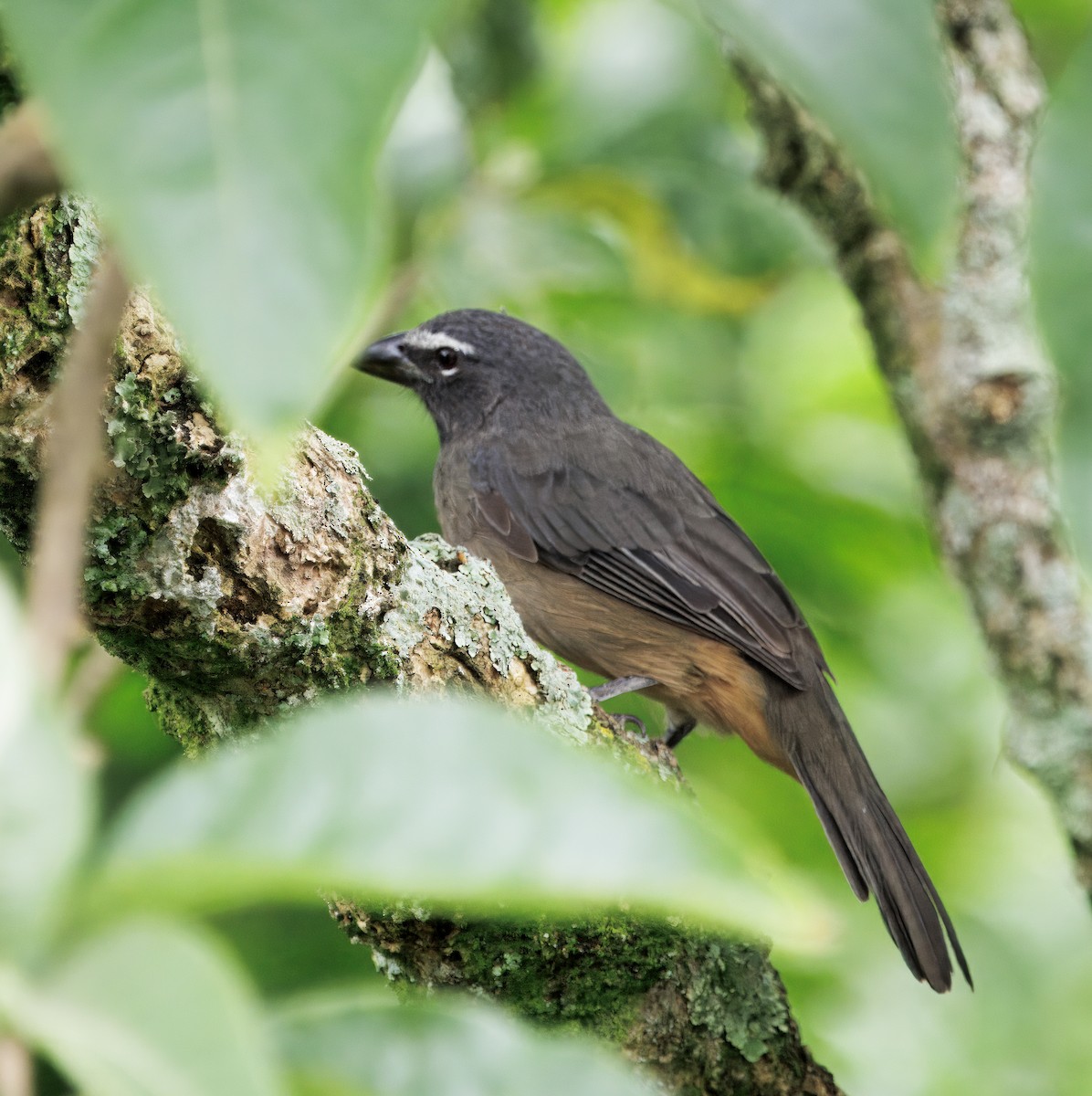 Kuzeyli Kurşuni Saltator - ML644545999