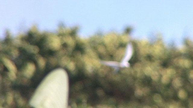 Gygis blanche - ML644546000