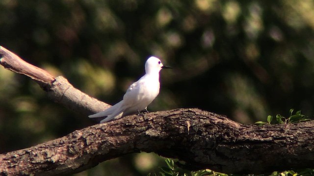 Gygis blanche - ML644546006