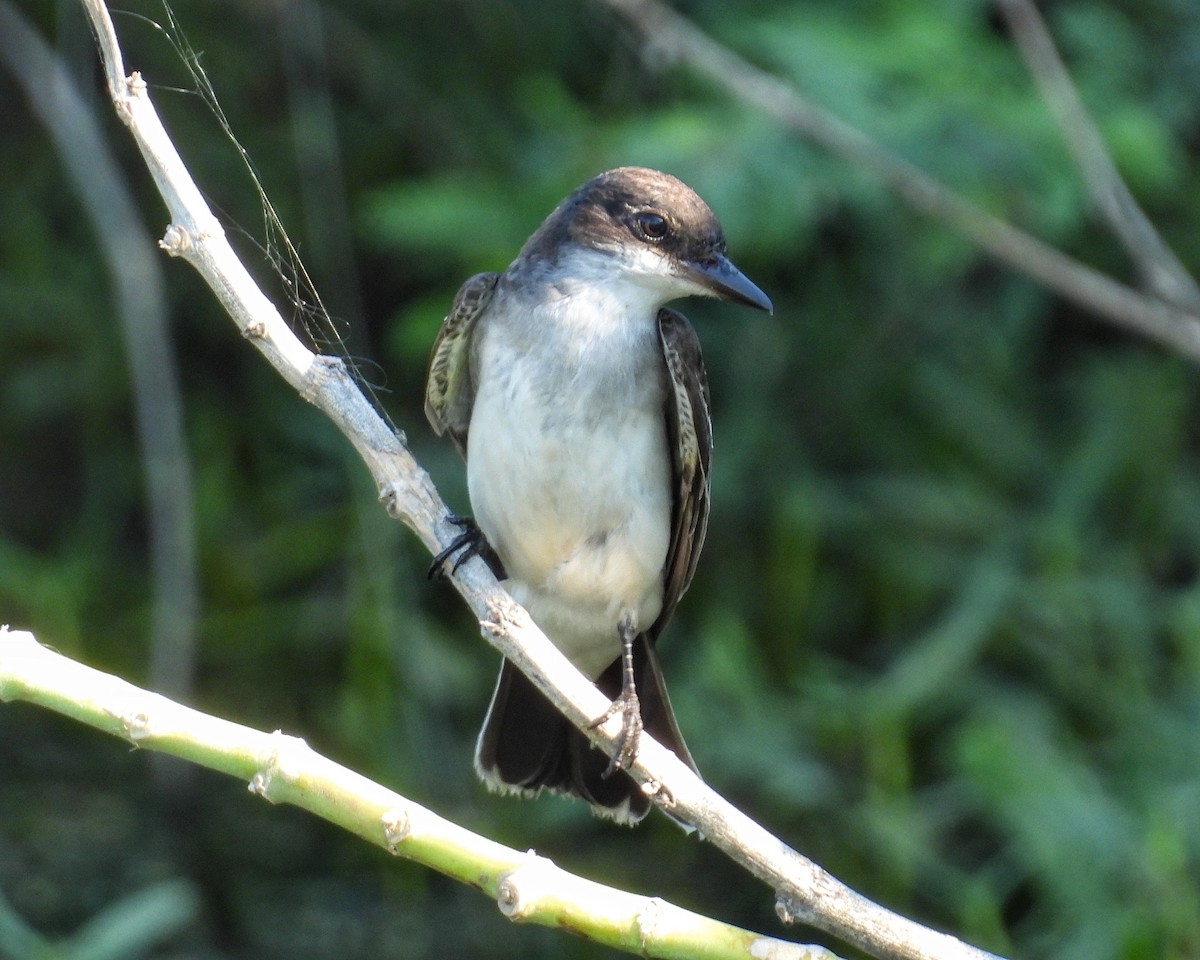 Tyran tritri - ML644546007