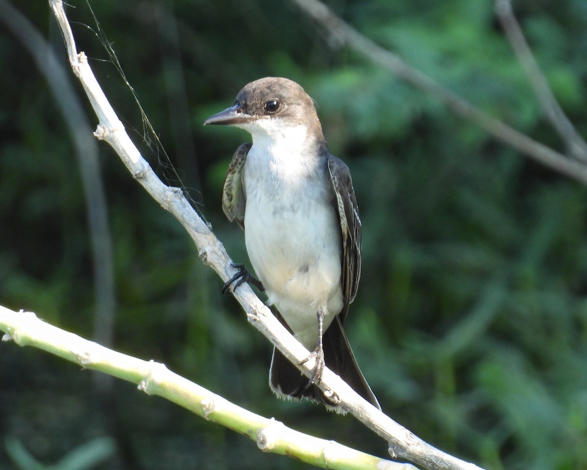 Tyran tritri - ML644546008