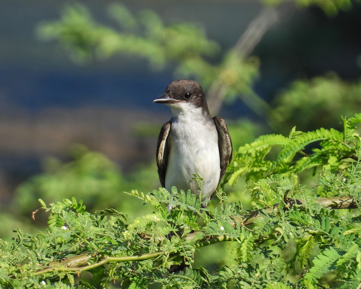 Tyran tritri - ML644546009