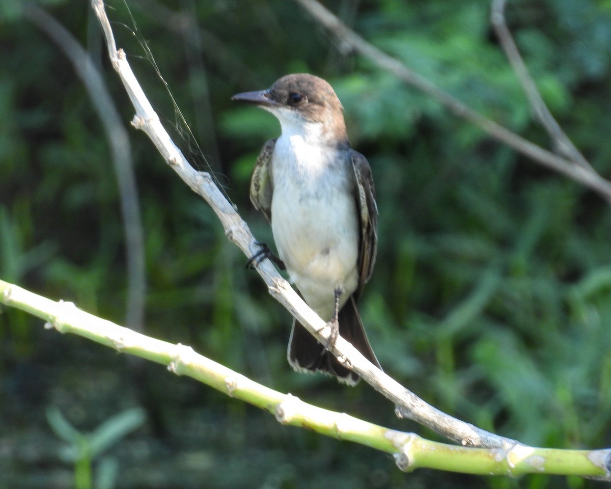 Tyran tritri - ML644546010