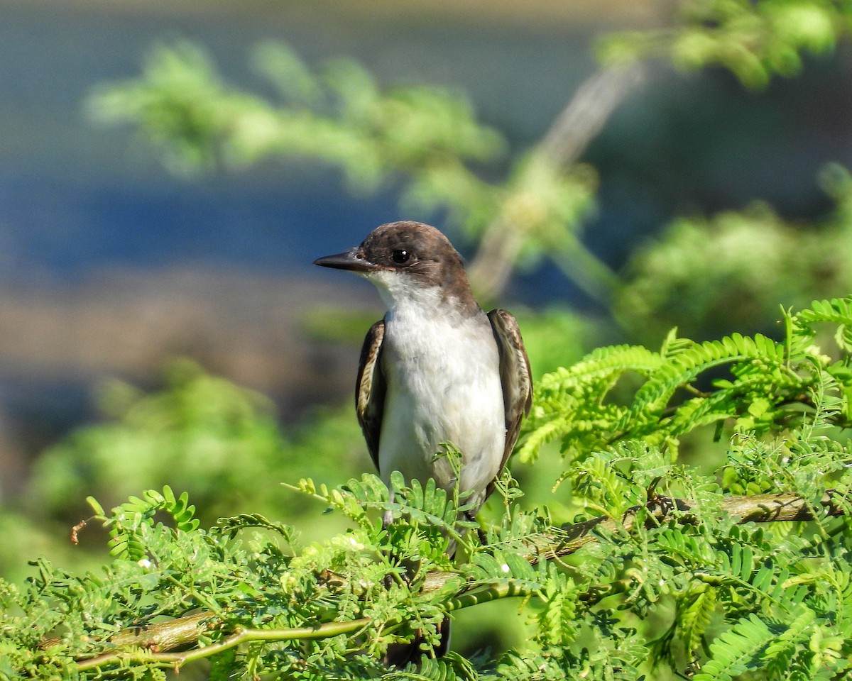 Tyran tritri - ML644546011