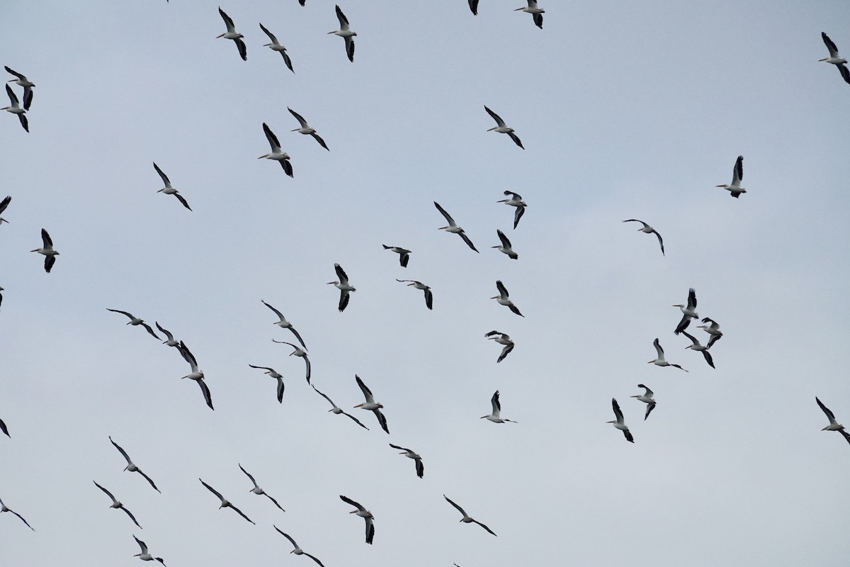 American White Pelican - ML644546018