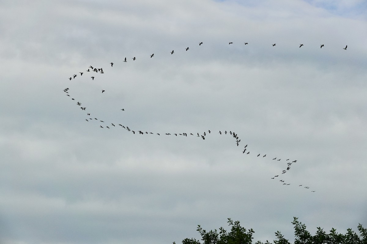 American White Pelican - ML644546019