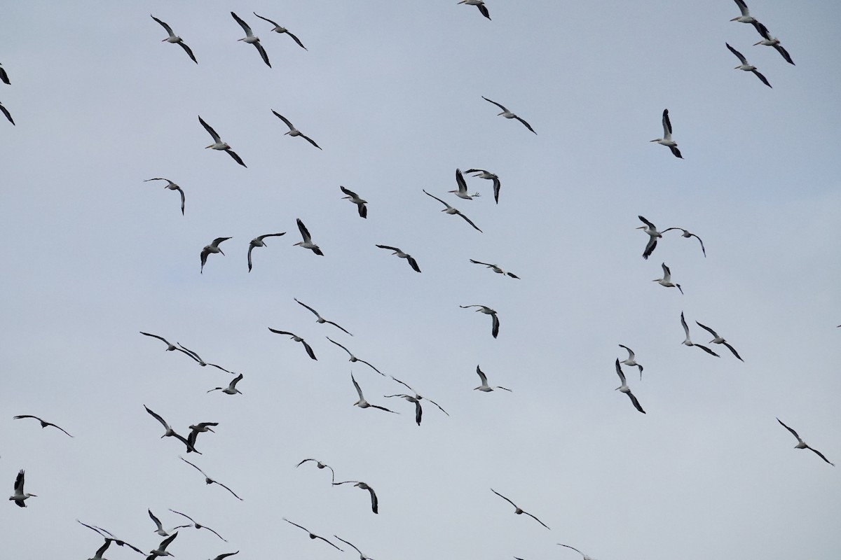 American White Pelican - ML644546020