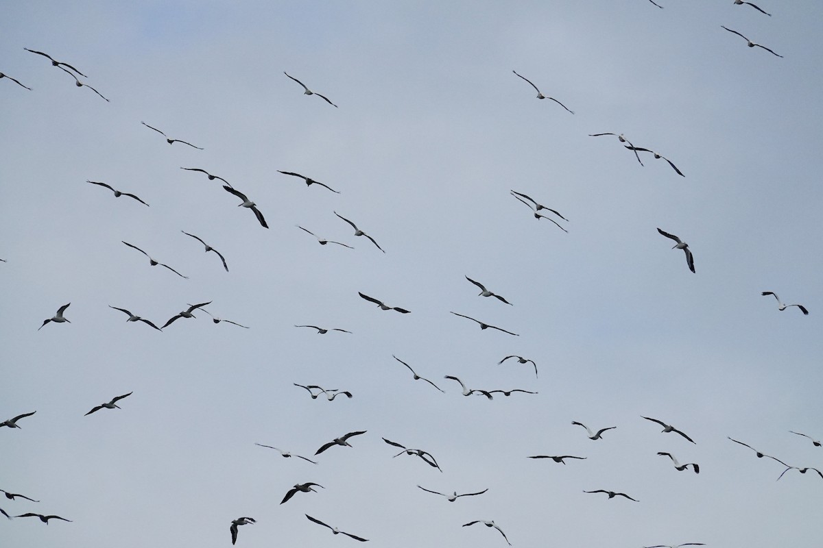 American White Pelican - ML644546022