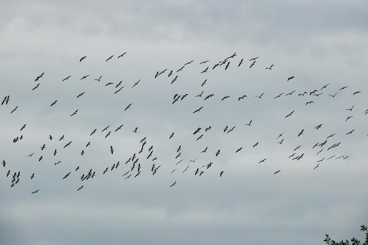 American White Pelican - ML644546023