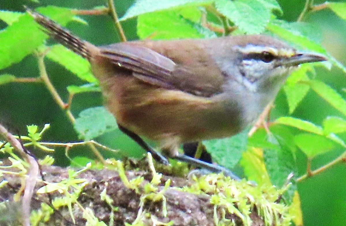 Isthmian Wren - ML644546030