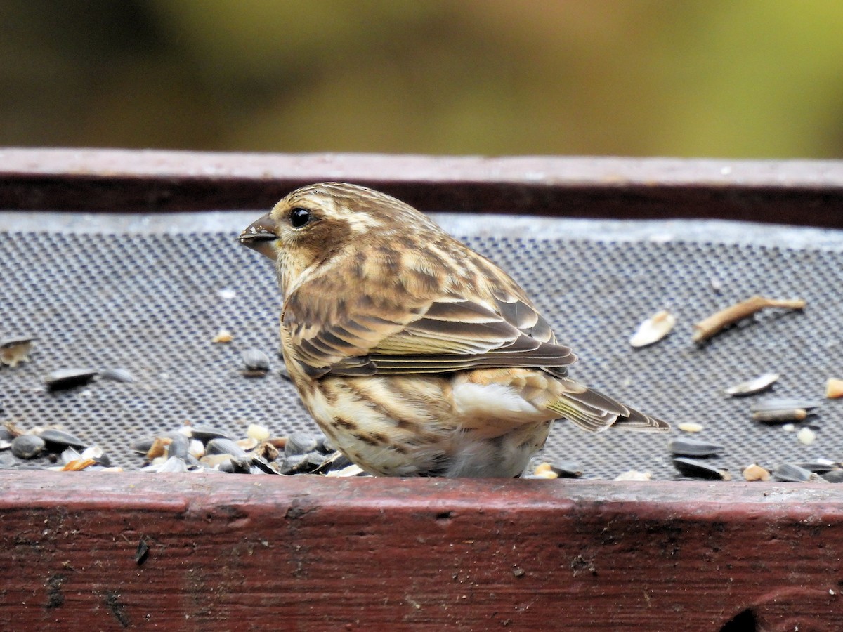 Purple Finch - ML644546031
