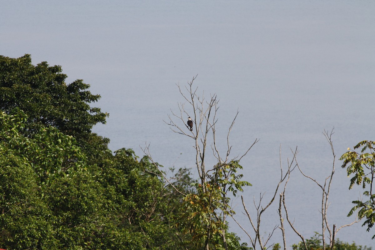 ミナミカラカラ - ML644546032