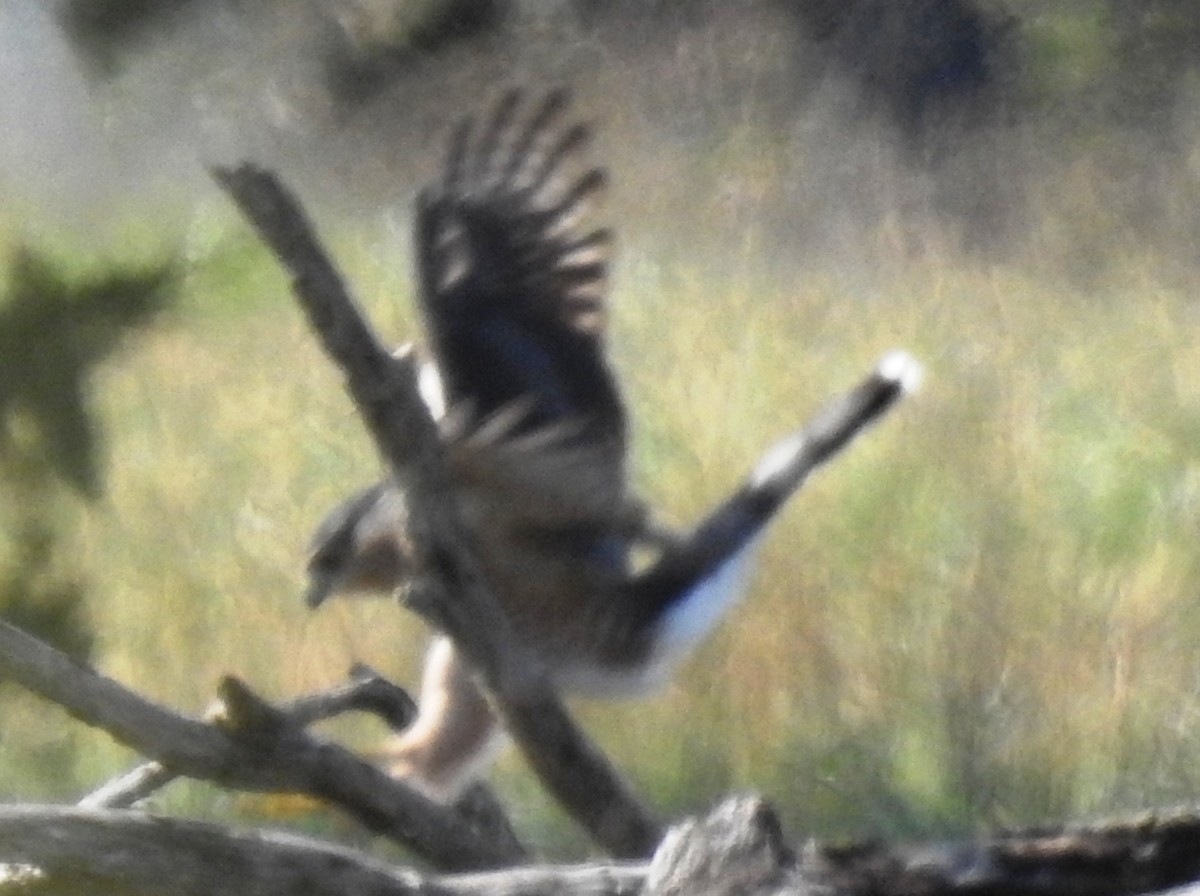 Cooper's Hawk - ML644546037