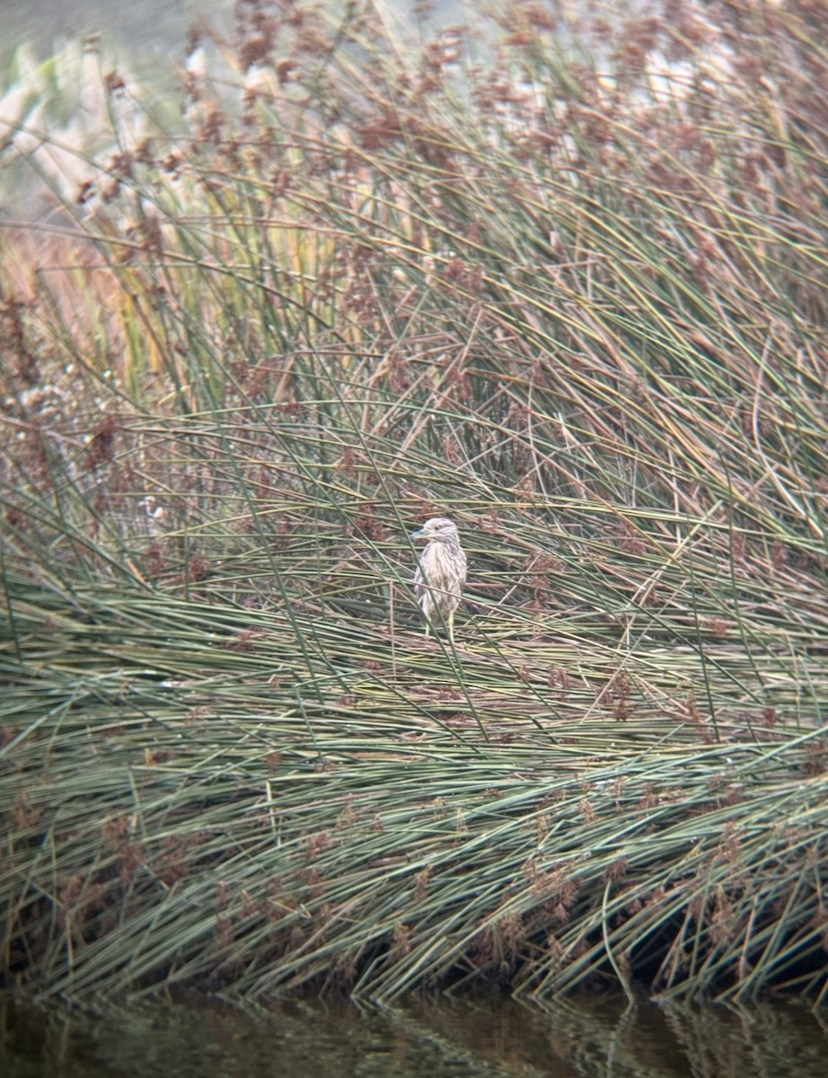 Black-crowned Night Heron - ML644546040