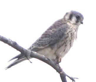 American Kestrel - ML644546043