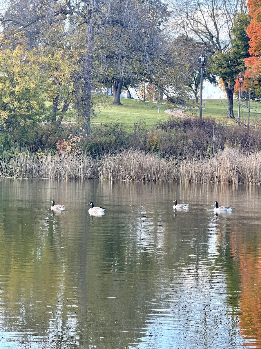 Bernache du Canada - ML644546046