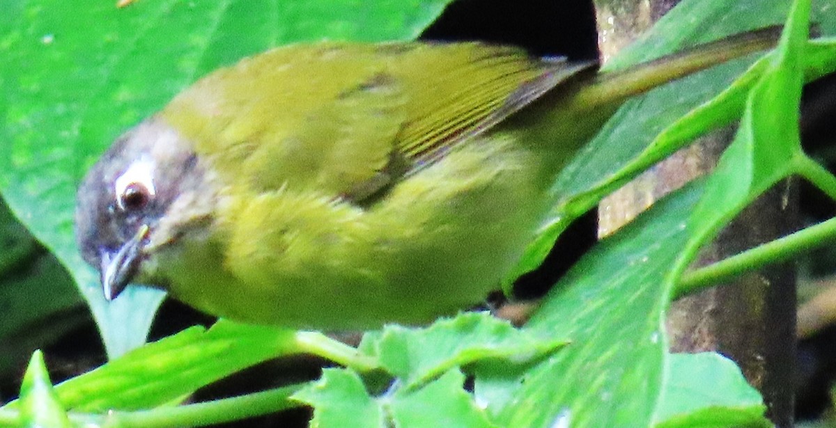 Common Chlorospingus - ML644546047