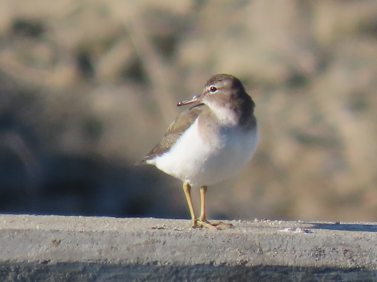 Kuliska orbanduna - ML644546048