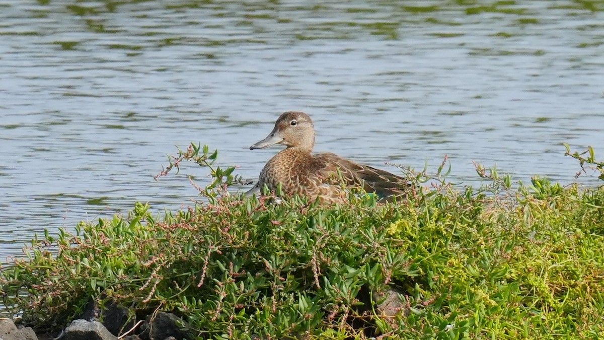 krikkand - ML644546050